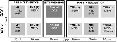 Multimodal Assessment of Precentral Anodal TDCS: Individual Rise in Supplementary Motor Activity Scales With Increase in Corticospinal Excitability